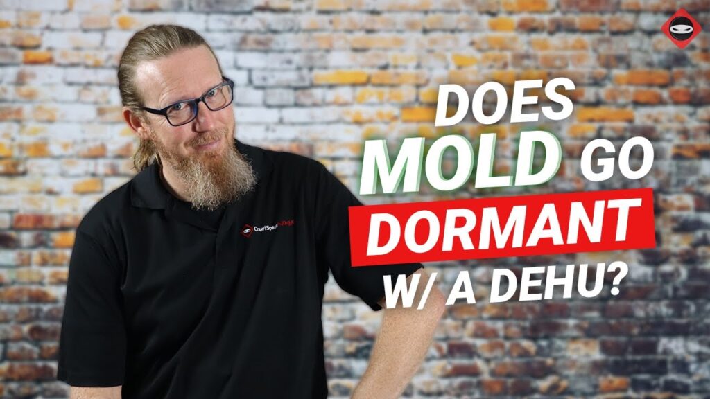 Can I Install a Dehumidifier to Kill Mold or Make it Go Dormant